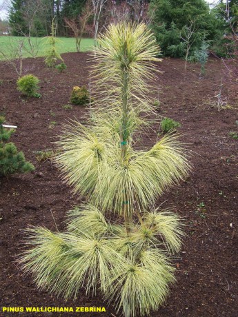 Pinus wallichiana Zebrina.jpg