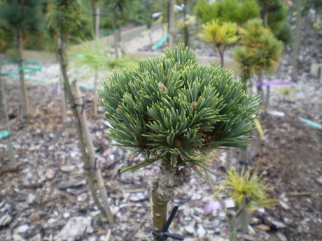 Pinus Albicaulis Falling Rock(1)