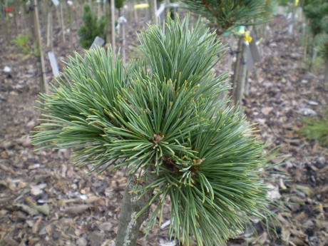 Pinus Albicaulis Glenn Lake(1)