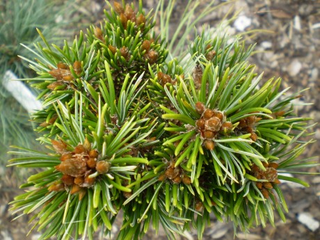 Pinus Aristata #155(1)