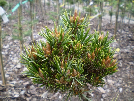 Pinus Aristata #155(detail)