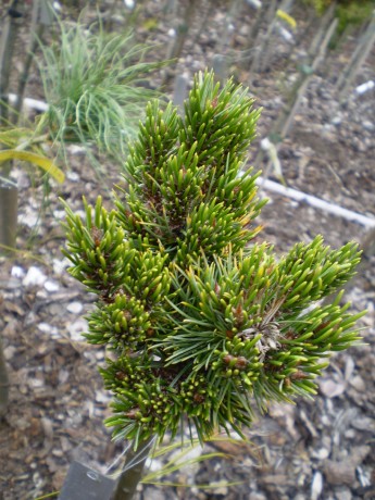 Pinus Aristata Betwix(1)