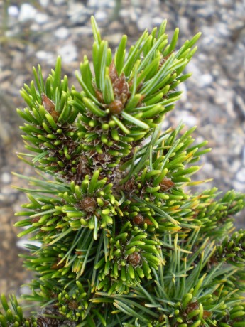 Pinus Aristata Betwix(detail)