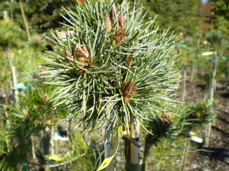 Pinus Aristata Colorado(1)