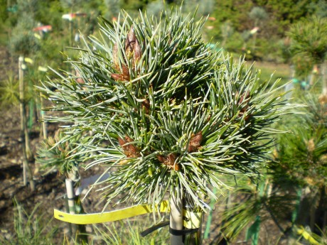 Pinus Aristata Colorado(detail)