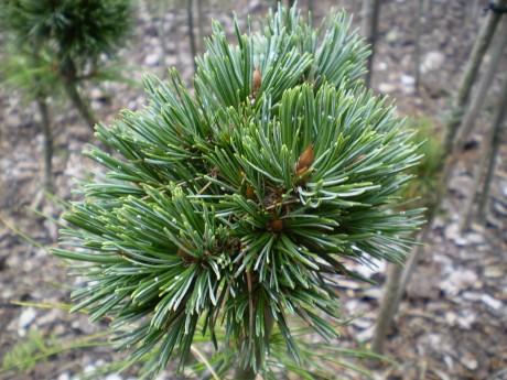 Pinus Aristata Gooseyi(1)