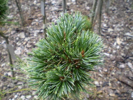 Pinus Aristata Gooseyi(detail)