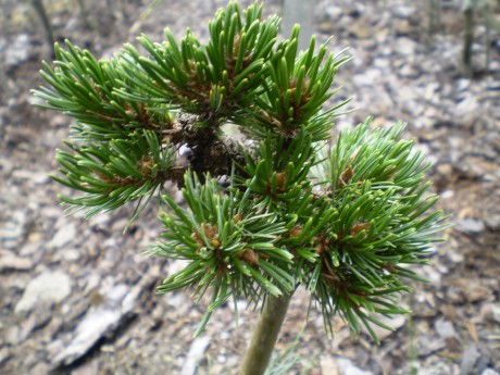 Pinus Aristata Itsy Bitsy(1)