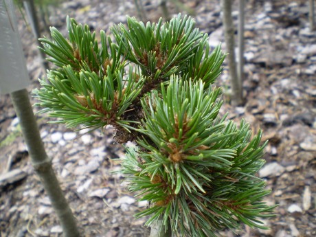 Pinus Aristata Itsy Bitsy(detail)