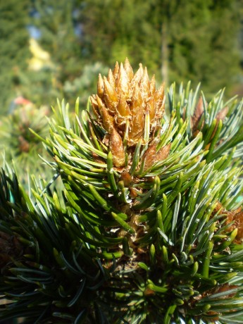 Pinus Aristata Low Boy(detail)