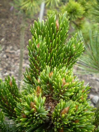 Pinus Aristata Red Bird #161(detail)