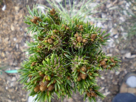 Pinus Aristata Saunora M Broom(1)