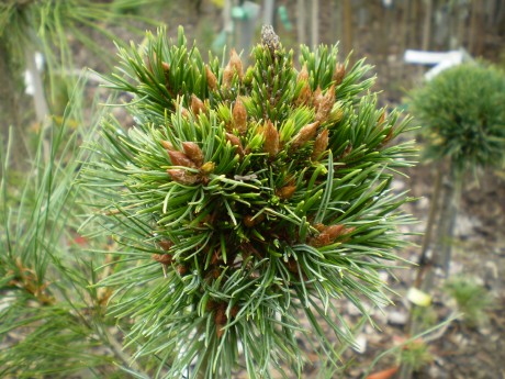 Pinus Aristata SDL J.M.(1)