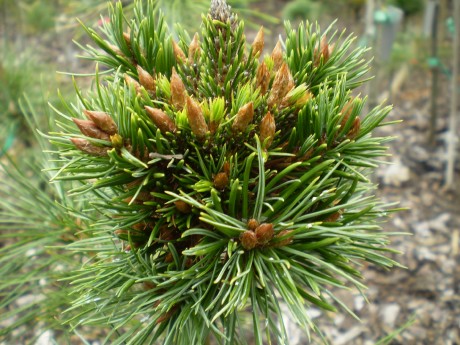 Pinus Aristata SDL J.M.(detail)