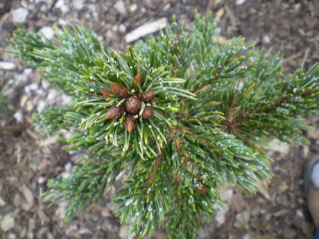 Pinus Aristata Silver Bird(detail)