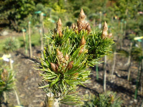 Pinus Aristata Silver Boy(1)