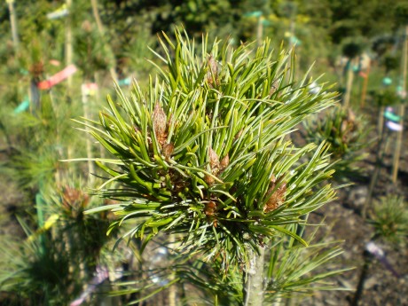 Pinus Aristata Silver Boy(detail)