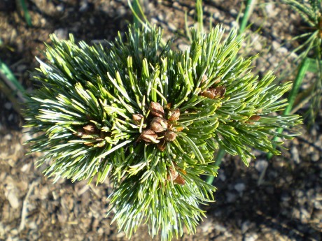 Pinus Aristata Sleepy #60(detail)