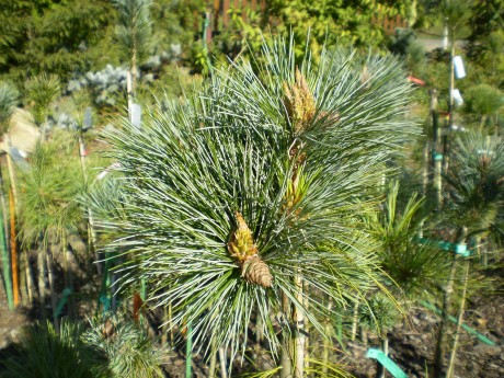 Pinus Aristata-Flexilis Marica(1)