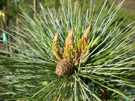 Pinus Aristata-Flexilis Marica(detail)