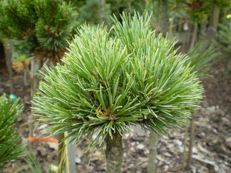 Pinus Cembra Cleison(detail)