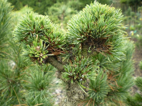 Pinus Cembra Drei Zinnen(1)