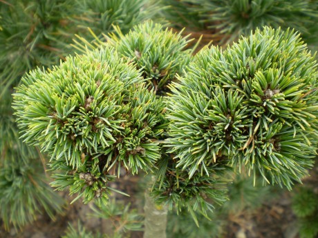 Pinus Cembra Drei Zinnen(detail)