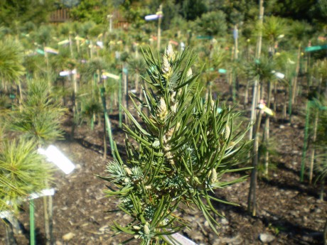 Pinus Cembroides  Tiny Brout(1)