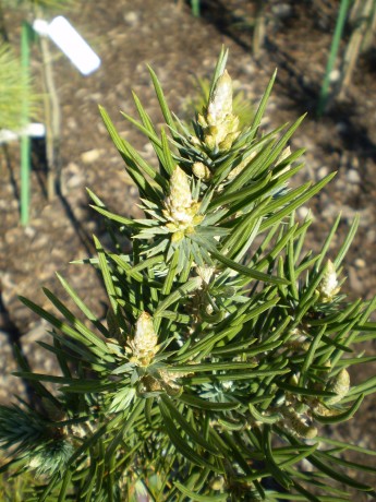 Pinus Cembroides  Tiny Brout(detail)