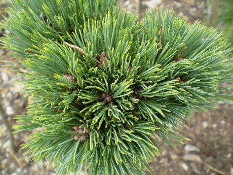 Pinus Flexilis Pondensis Iowa(1)