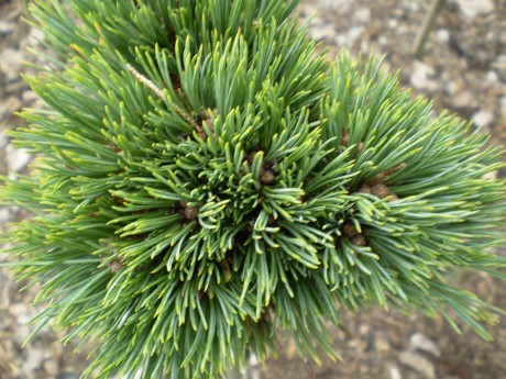 Pinus Flexilis Pondensis Iowa(detail)