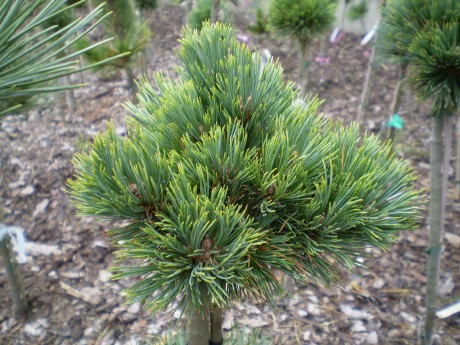 Pinus Flexilis Ron-D(1)