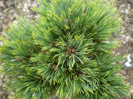 Pinus Flexilis Ron-D(detail)