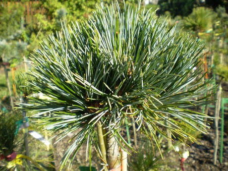 Pinus Korainensis Amba(1)