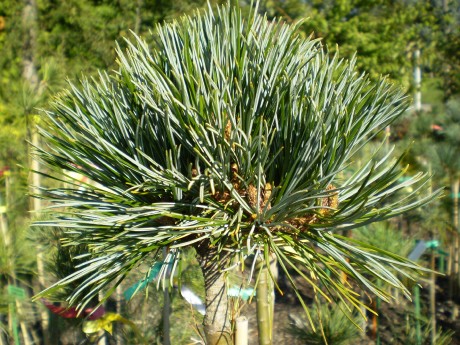 Pinus Korainensis Amba(detail)