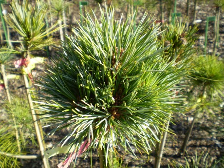 Pinus Korainensis China Boy(1)