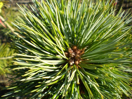 Pinus Korainensis China Boy(detail)