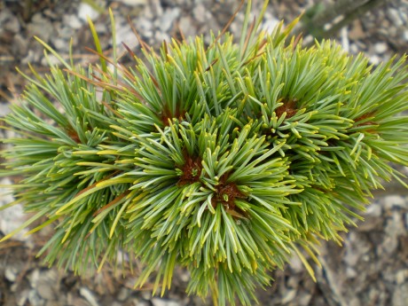 Pinus Korainensis Spring Grove(1)