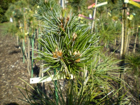 Pinus Longeava Beatle(1)