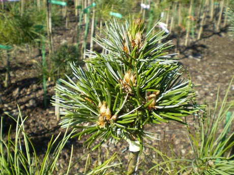 Pinus Longeava Beatle(detail)