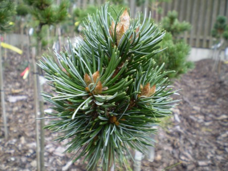 Pinus Longeava Greak Down(1)