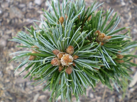 Pinus Longeava Greak Down(detail)