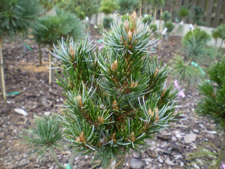 Pinus Longeava Grovy(1)