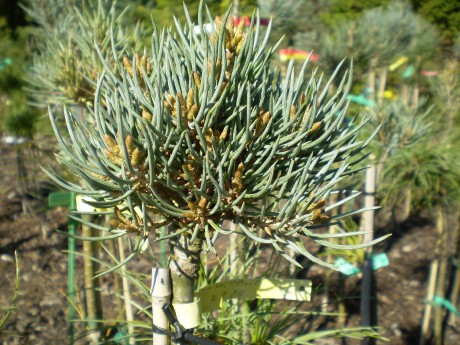Pinus Monophylla  Blue Sun(1)