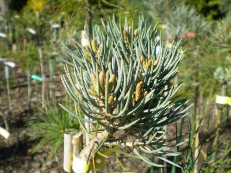 Pinus Monophylla  Blue Sun(detail)