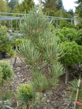 Pinus Monophylla  Eney(1)