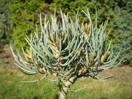 Pinus Monophylla  Hot Summer(1)