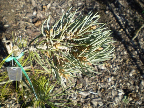 Pinus Monophylla  Obelix(detail)