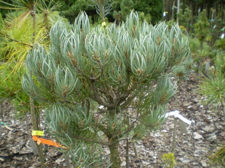 Pinus Monophylla  Viggle(1)