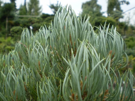 Pinus Monophylla  Viggle(detail)